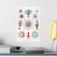 18030980523048424329_2048.jpeg Siphonophorae, Kunstformen der Natur, plate 17 – Ernst Haeckel (1904) – Natural History Poster Print