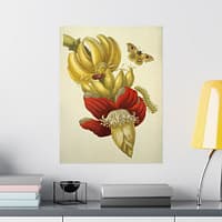 18048040855573836740_2048.jpeg Banana Flower and Fruit, Metamorphosis Insectorum Surinamensium – Maria Sibylla Merian (1705) – Botanical Poster Print