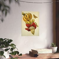 1808711503303481653_2048.jpeg Banana Flower and Fruit, Metamorphosis Insectorum Surinamensium – Maria Sibylla Merian (1705) – Botanical Poster Print