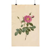 18108877952999591930_2048.jpeg Cabbage Rose (Rosa Centifolia Simplex) – Pierre-Joseph Redouté (c. 1817-24) – Botanical Poster Print