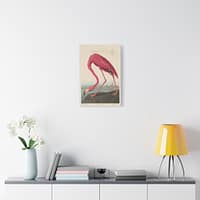 18143637808052282047_2048.jpeg American Flamingo, Birds of America – John James Audubon (1838) – Natural History Canvas Print