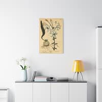 18183070145861026629_2048.jpeg White Lily (Lilium album), A Curious Herbal – Elizabeth Blackwell (1737) – Botanical Canvas Print