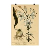 18359316342944419608_2048.jpeg White Lily (Lilium album), A Curious Herbal – Elizabeth Blackwell (1737) – Botanical Poster Print