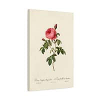 1869844946641613087_2048.jpeg Rosa Centifolia Burgundiaca (le Cent-feuilles de Bordeaux) – Pierre-Joseph Redouté (c. 1817-24) – Botanical Canvas Print