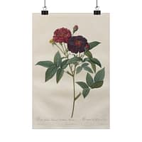 1975233287930817486_2048.jpeg Rosa Gallica Purpurea Velutina Parva (Rosier de Van-Eeden) – Pierre-Joseph Redouté (c. 1817-24) – Botanical Poster Print