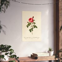 225619881827298300_2048.jpeg Rosa Centifolia Burgundiaca (le Cent-feuilles de Bordeaux) – Pierre-Joseph Redouté (c. 1817-24) – Botanical Poster Print