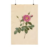 225716281263149382_2048.jpeg Cabbage Rose (Rosa Centifolia Simplex) – Pierre-Joseph Redouté (c. 1817-24) – Botanical Poster Print
