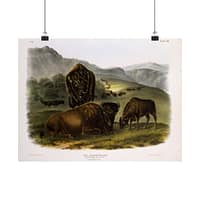 2466463741789603863_2048.jpeg Bos Americanus, American Bison or Buffalo, plate 57 – John James Audubon (1845) – Natural History Poster Print