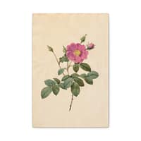 2532167606354254129_2048.jpeg Cabbage Rose (Rosa Centifolia Simplex) – Pierre-Joseph Redouté (c. 1817-24) – Botanical Canvas Print