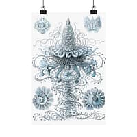 2545797788525428692_2048.jpeg Siphonophorae, Kunstformen der Natur, plate 37 – Ernst Haeckel (1904) – Natural History Poster Print