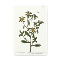 2602839313835279591_2048.jpeg Spiny Starwort (Pallenis spinosa), A Curious Herbal – Elizabeth Blackwell (1739) – Botanical Canvas Print
