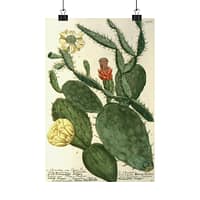 2622143474639331816_2048.jpeg Phytanthoza iconographia, Vol. 3, plate 766 – Johann Wilhelm Weinmann (1742) – Botanical Poster Print