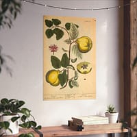 2812504549107881756_2048.jpeg Quinces (Cydonea, or Mala cotonea major), A Curious Herbal – Elizabeth Blackwell (1737) – Botanical Poster Print