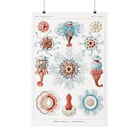 285999717341919834_2048.jpeg Siphonophorae, Kunstformen der Natur, plate 17 – Ernst Haeckel (1904) – Natural History Poster Print
