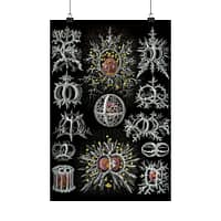 2932946279325927454_2048.jpeg Radiolaria, Stephoidea – Kunstformen der Natur, plate 71 – Ernst Haeckel (1904) – Natural History Poster Print