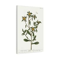 2981496338670081338_2048.jpeg Spiny Starwort (Pallenis spinosa), A Curious Herbal – Elizabeth Blackwell (1739) – Botanical Canvas Print