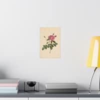 3078902097195949680_2048.jpeg Cabbage Rose (Rosa Centifolia Simplex) – Pierre-Joseph Redouté (c. 1817-24) – Botanical Poster Print
