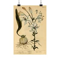 3428919778230470232_2048.jpeg White Lily (Lilium album), A Curious Herbal – Elizabeth Blackwell (1737) – Botanical Poster Print