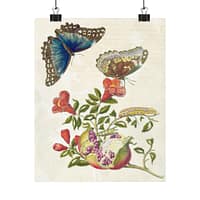 3449481876939073383_2048.jpeg Metamorphosis Insectorum Surinamensium, plate 9 – Maria Sibylla Merian (1705) – Natural History Poster Print