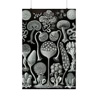 3825200487749294664_2048.jpeg Mycetozoa, Kunstformen der Natur, plate 93 – Ernst Haeckel (1904) – Natural History Poster Print