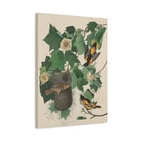 3868994317233656666_2048.jpeg Baltimore Oriole, Birds of America – John James Audubon (1827) – Natural History Canvas Print