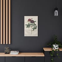 3900368330105964793_2048.jpeg Rosa Gallica Purpurea Velutina Parva (Rosier de Van-Eeden) – Pierre-Joseph Redouté (c. 1817-24) – Botanical Canvas Print