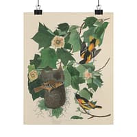 3959312850730060642_2048.jpeg Baltimore Oriole, Birds of America – John James Audubon (1827) – Natural History Poster Print