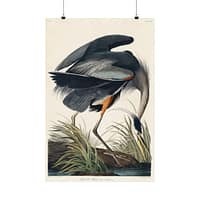 4037331831439732964_2048-1.jpeg Great Blue Heron, Birds of America – John James Audubon (1834) – Natural History Poster Print