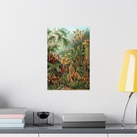 4099691172240808166_2048.jpeg Mosses (Muscinae), Kunstformen der Natur – Ernst Haeckel (1904) – Botanical Poster Print