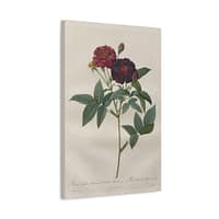 4295898366078553110_2048.jpeg Rosa Gallica Purpurea Velutina Parva (Rosier de Van-Eeden) – Pierre-Joseph Redouté (c. 1817-24) – Botanical Canvas Print