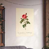 4361564476841227097_2048.jpeg Rosa Centifolia Burgundiaca (le Cent-feuilles de Bordeaux) – Pierre-Joseph Redouté (c. 1817-24) – Botanical Poster Print