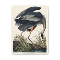 4529172952868853222_2048.jpeg Great Blue Heron, Birds of America – John James Audubon (1834) – Natural History Canvas Print