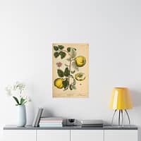 4569938359177106866_2048.jpeg Quinces (Cydonea, or Mala cotonea major), A Curious Herbal – Elizabeth Blackwell (1737) – Botanical Poster Print