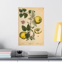 460059217352093165_2048.jpeg Quinces (Cydonea, or Mala cotonea major), A Curious Herbal – Elizabeth Blackwell (1737) – Botanical Poster Print