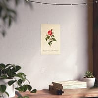 4665248574930099229_2048.jpeg Rosa Centifolia Burgundiaca (le Cent-feuilles de Bordeaux) – Pierre-Joseph Redouté (c. 1817-24) – Botanical Poster Print