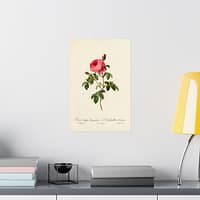 4685256979766171829_2048.jpeg Rosa Centifolia Burgundiaca (le Cent-feuilles de Bordeaux) – Pierre-Joseph Redouté (c. 1817-24) – Botanical Poster Print