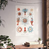 4696010345850161128_2048.jpeg Siphonophorae, Kunstformen der Natur, plate 17 – Ernst Haeckel (1904) – Natural History Poster Print
