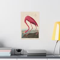 4934623447620045722_2048.jpeg American Flamingo, Birds of America – John James Audubon (1838) – Natural History Poster Print