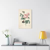 4944508773152415533_2048.jpeg Rosa Centifolia (Rosier à cent feuilles) – Pierre-Joseph Redouté (c. 1817-24) – Botanical Canvas Print