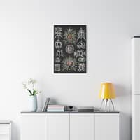 494746863937223343_2048.jpeg Radiolaria, Stephoidea – Kunstformen der Natur, plate 71 – Ernst Haeckel (1904) – Natural History Canvas Print