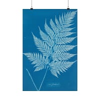 5052716297867046736_2048.jpeg New Zealand Fern Cyanotype – Anna Atkins (c. 1853-54) – Botanical Poster Print