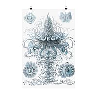 5159398757539361970_2048.jpeg Siphonophorae, Kunstformen der Natur, plate 37 – Ernst Haeckel (1904) – Natural History Poster Print