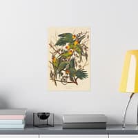 521220448374803319_2048.jpeg Carolina Parakeet, Birds of America – John James Audubon (1828) – Natural History Poster Print