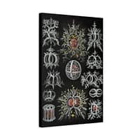 5301497026945923589_2048.jpeg Radiolaria, Stephoidea – Kunstformen der Natur, plate 71 – Ernst Haeckel (1904) – Natural History Canvas Print