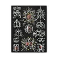 5328166941284286569_2048.jpeg Radiolaria, Stephoidea – Kunstformen der Natur, plate 71 – Ernst Haeckel (1904) – Natural History Canvas Print