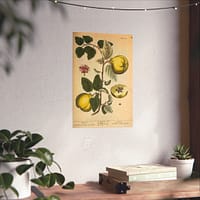 5417568263696525918_2048.jpeg Quinces (Cydonea, or Mala cotonea major), A Curious Herbal – Elizabeth Blackwell (1737) – Botanical Poster Print
