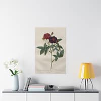 5503872368826513439_2048.jpeg Rosa Gallica Purpurea Velutina Parva (Rosier de Van-Eeden) – Pierre-Joseph Redouté (c. 1817-24) – Botanical Poster Print