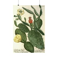 5547622708191084944_2048.jpeg Phytanthoza iconographia, Vol. 3, plate 766 – Johann Wilhelm Weinmann (1742) – Botanical Poster Print