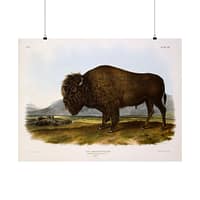 5571736064674580509_2048.jpeg Bos Americanus, American Bison or Buffalo, plate 56 – John James Audubon (1845) – Natural History Poster Print