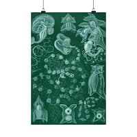 5585572346249819800_2048.jpeg Siphonophorae, Kunstformen der Natur, plate 77 – Ernst Haeckel (1904) – Natural History Poster Print